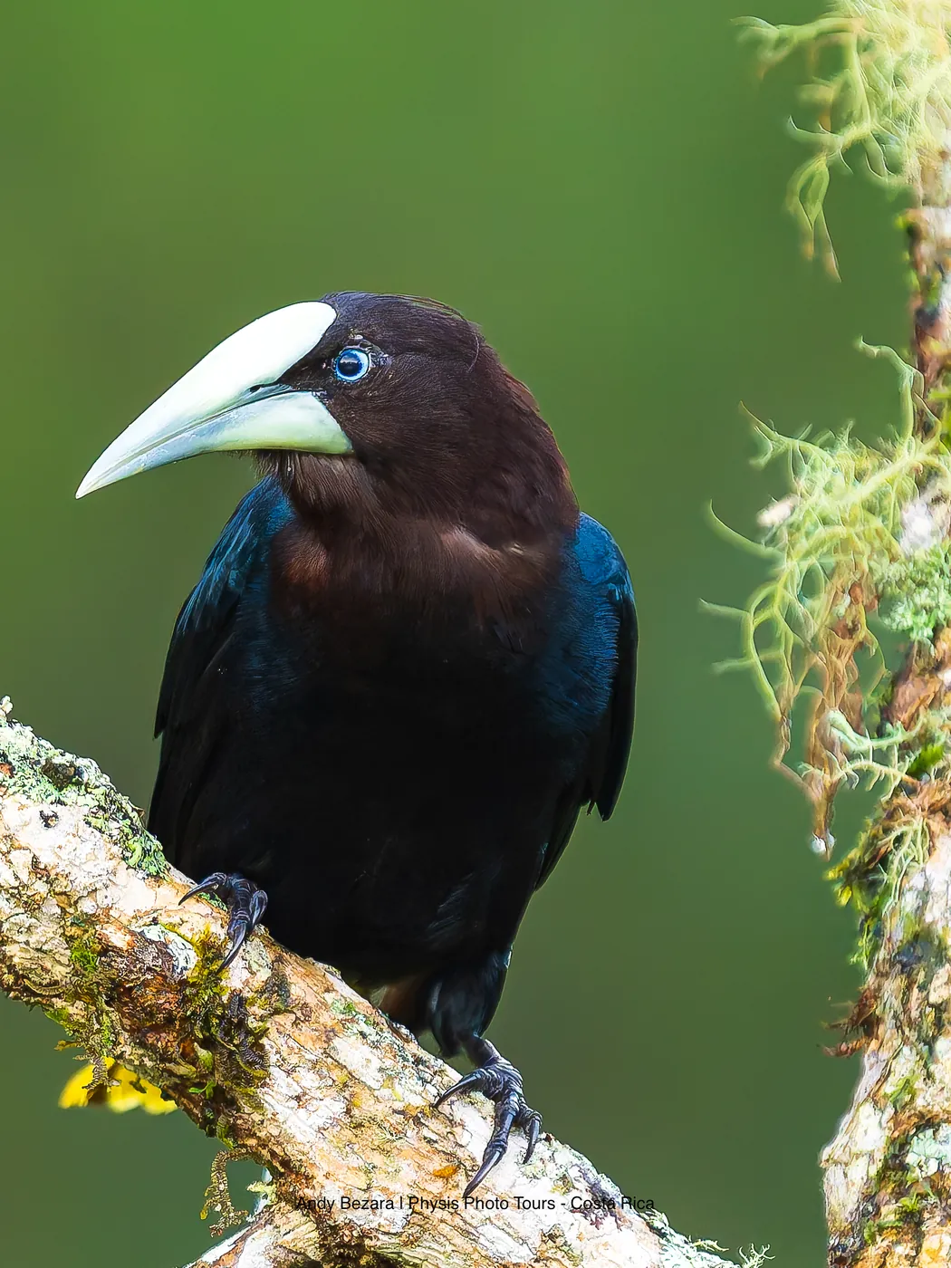Chestnut-headed oropendola photographed on a Physis tour