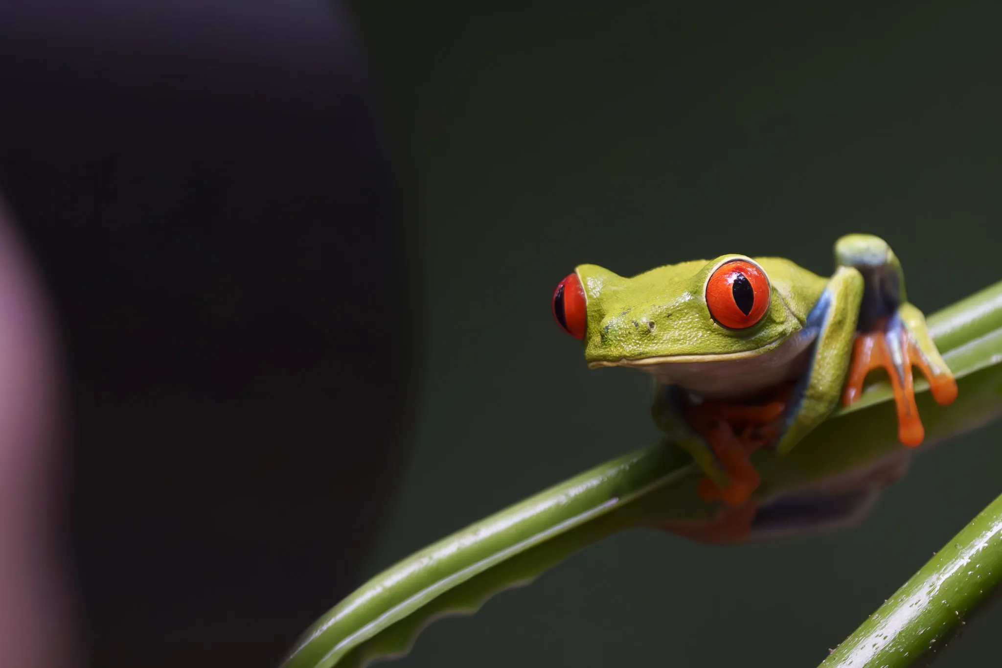 Red-eyed tree frog photographed on a Physis photo tour in Costa Rica