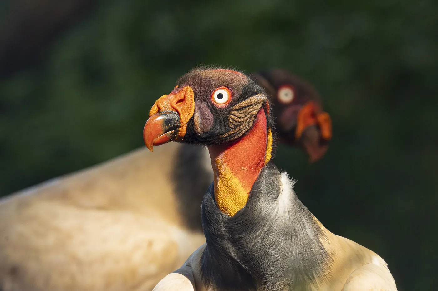 King vulture portrait in Costa Rica