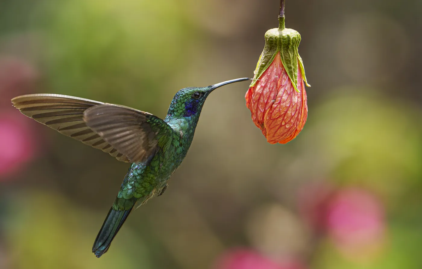 Lesser violetear hummingbird feeding at a flower