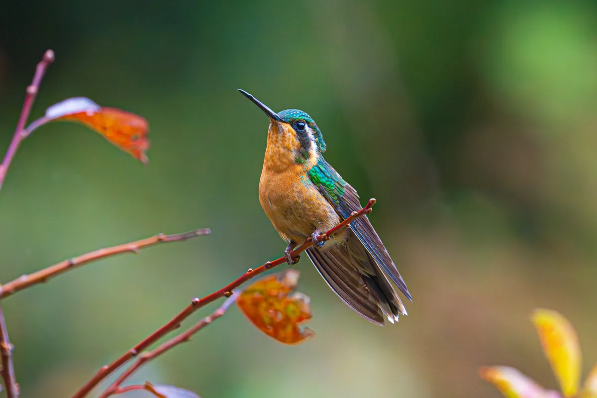Mountain-gem hummingbird perched on a branch