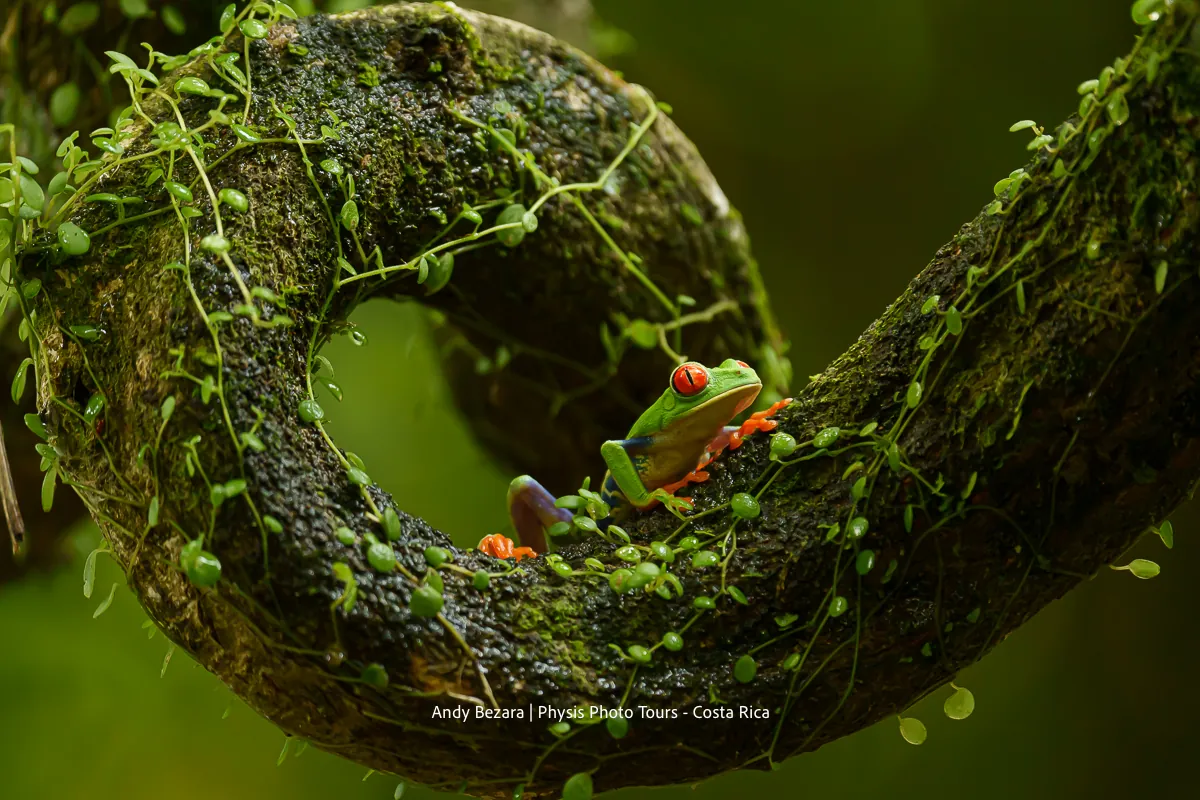 Red-eyed tree frog on a mossy vine